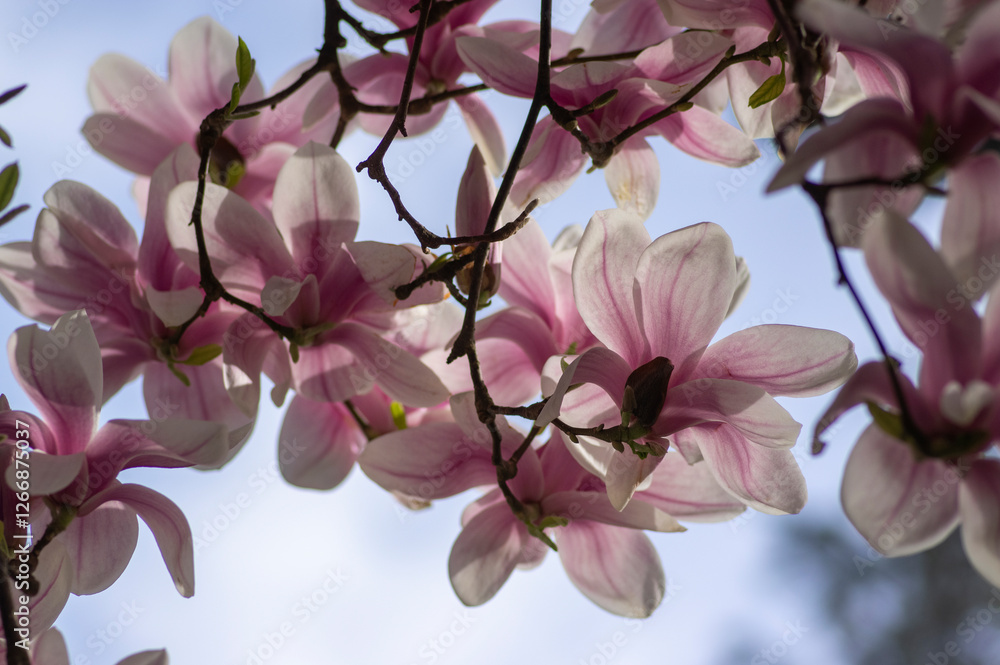Magnolia soulangeana also called saucer magnolia flowering springtime tree with beautiful pink white flower on branches