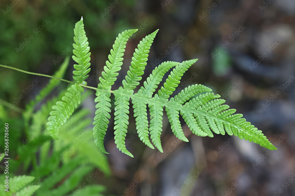 Phegopteris connectilis, commonly known as long beech fern, northern beech fern or narrow beech fern, wild plant from Finland Phegopteris connectilis, commonly known as long beech fern, northern beech fern or narrow beech fern, wild plant from Finland