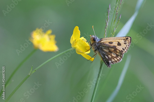 Northern Checquered Skipper, Carterocephalus silvicola, butterfly from Finland