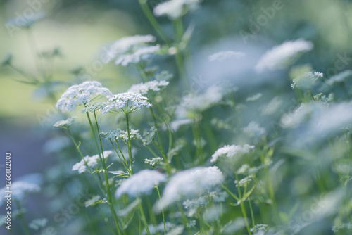Fototapeta Naklejka Na Ścianę i Meble -  Dreamy artistic close-up of common yarrow on meadow with blurry foreground and backround in summer in Finland