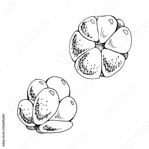 Cloudberry raspberry sloe fruit hand drawn vector ink, forest berry loganberry boysenberry dewberry mulberry. Botanical isolated element illustration. Restaurant, cafe menu, wedding, farmers market