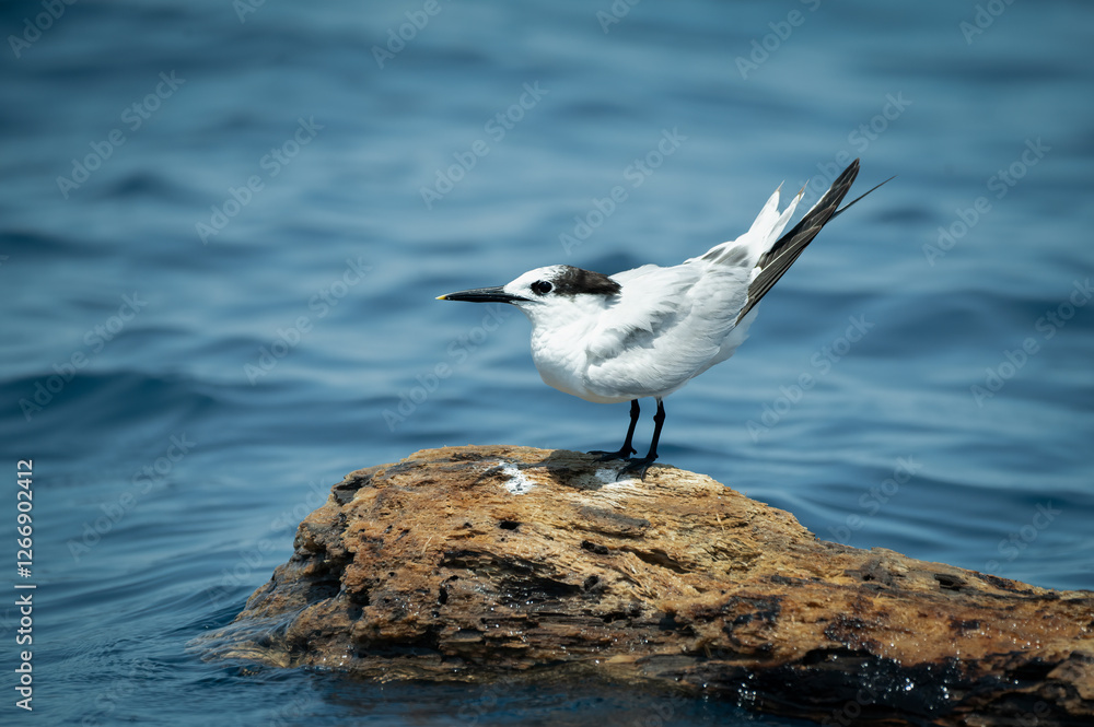 Sandwich Tern (Sterna sandvicensis), Costa Rica Sandwich Tern (Sterna sandvicensis), Costa Rica