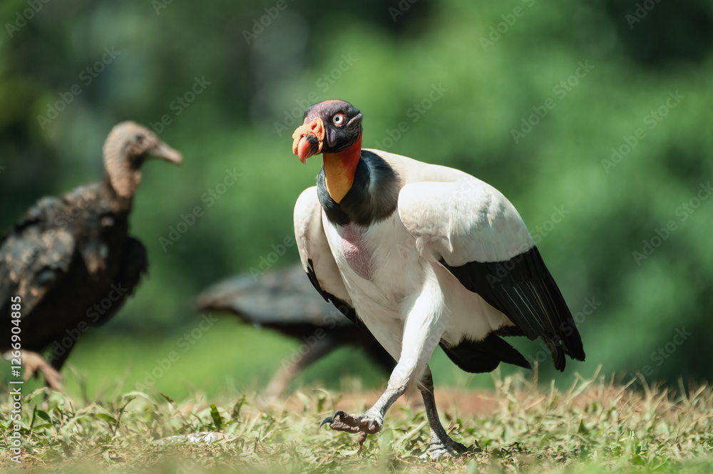 Naklejka premium King vulture (Sarcoramphus papa). Laguna del Lagarto, Boca Tapada, Costa Rica.