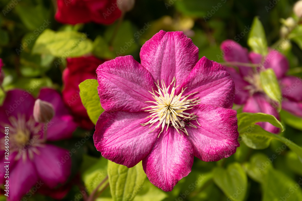 Blooming pink Clematis 'Ville de Leon' flowers with vibrant petals in a garden setting Blooming pink Clematis 'Ville de Leon' flowers with vibrant petals in a garden setting