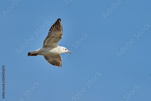 gaviota reidora (Chroicocephalus ridibundus, antes Larus ridibundus)​​  photo