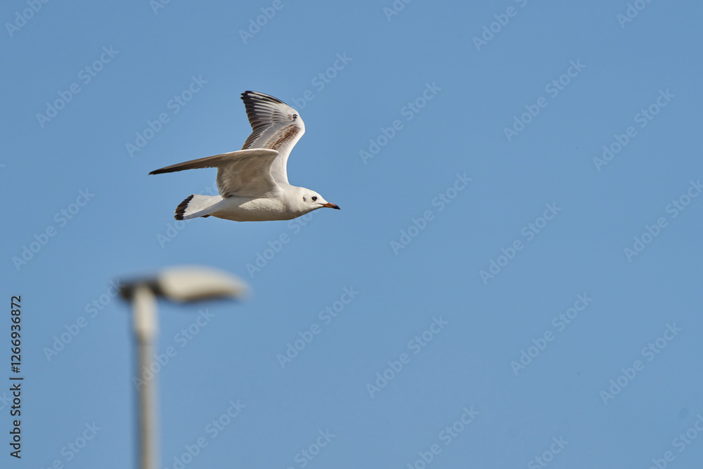 Obraz premium gaviota reidora en vuelo (Chroicocephalus ridibundus, antes Larus ridibundus)​​ 