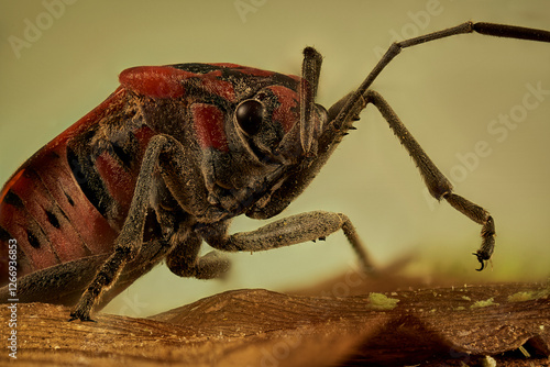 chinche de las semillas sobre una flor