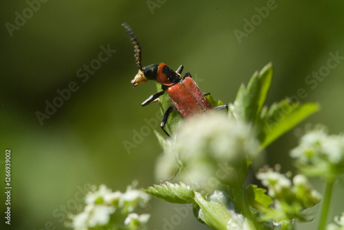 Red Malachite Beetle (Anthocomus rufus), a type of soft-winged flower beetle. Sardinia, Italy
