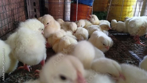 adorable chicks in cage for sale