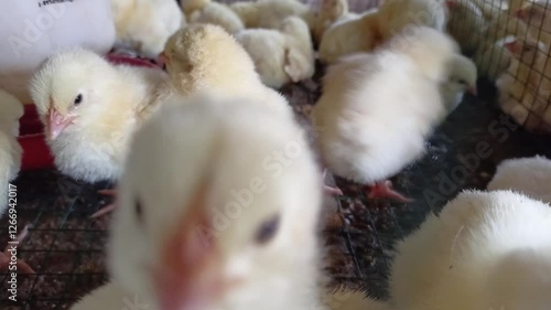 adorable chicks in cage for sale