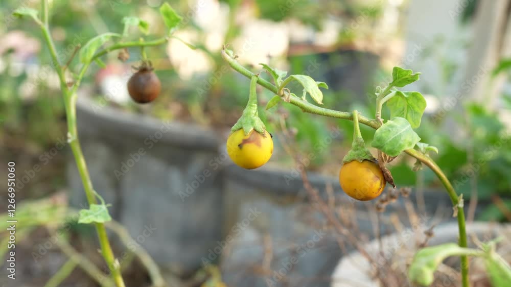 Organic Growth of Ripe Eggplant in Vibrant Garden Showcasing Yellow and Green Vegetables Amidst Natures Beauty and Joy of Gardening Organic Growth of Ripe Eggplant in Vibrant Garden Showcasing Yellow and Green Vegetables Amidst Natures Beauty and Joy of Gardening