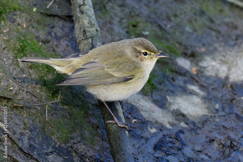 chiffchaff photo