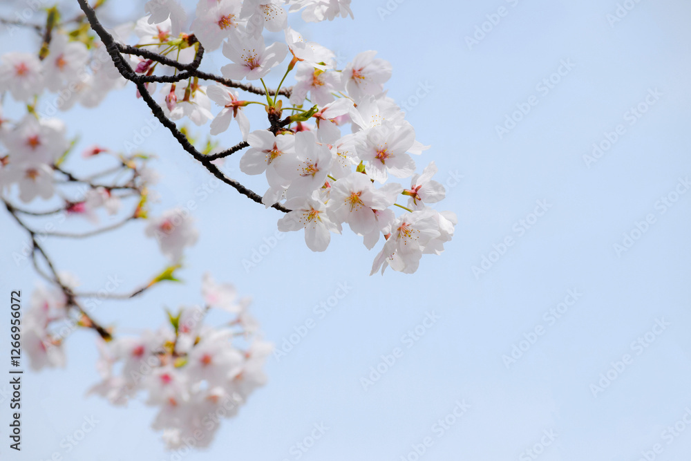 満開のさくら、桜のクローズアップ、桜と青空、桜の花びら