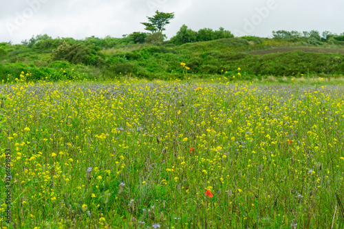 Landscape of tangled meadow of English wildflowers, haven for pollinators such as bees and butterflies with bushy hill in background beneath a cloudy summer sky