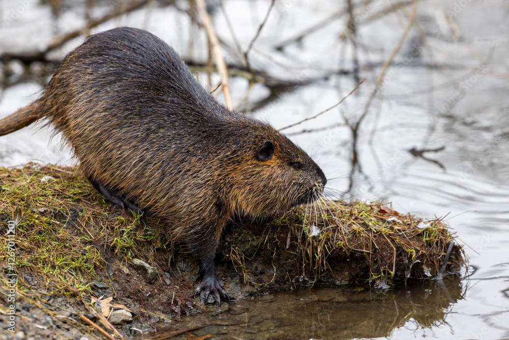 A nutria or coypu (Myocastor coypus) stands on the bank of a pond A nutria or coypu (Myocastor coypus) stands on the bank of a pond