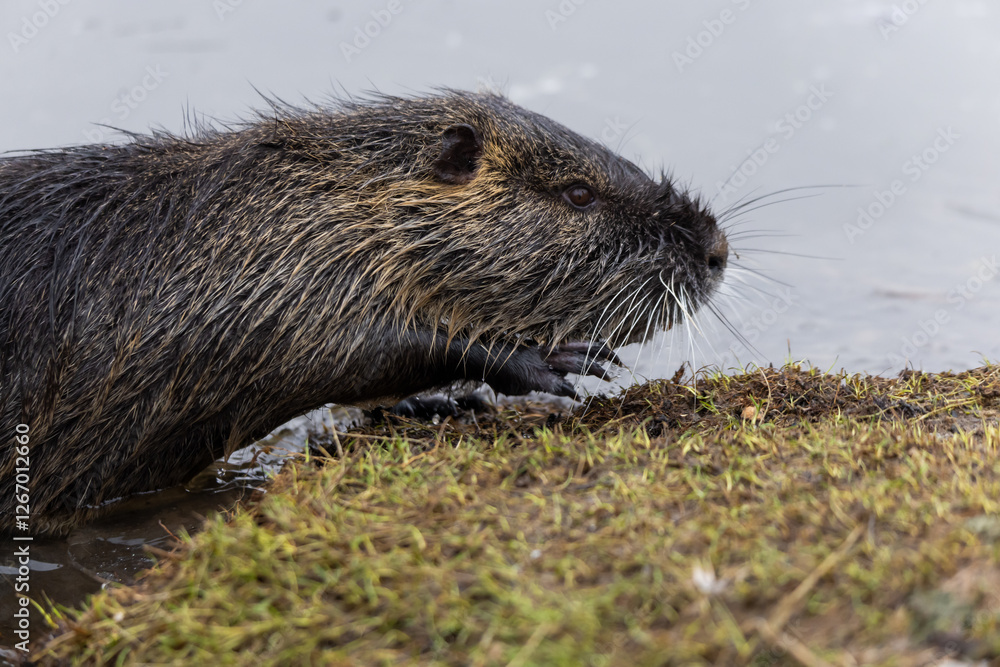 A nutria or coypu (Myocastor coypus) stands on the bank of a pond A nutria or coypu (Myocastor coypus) stands on the bank of a pond