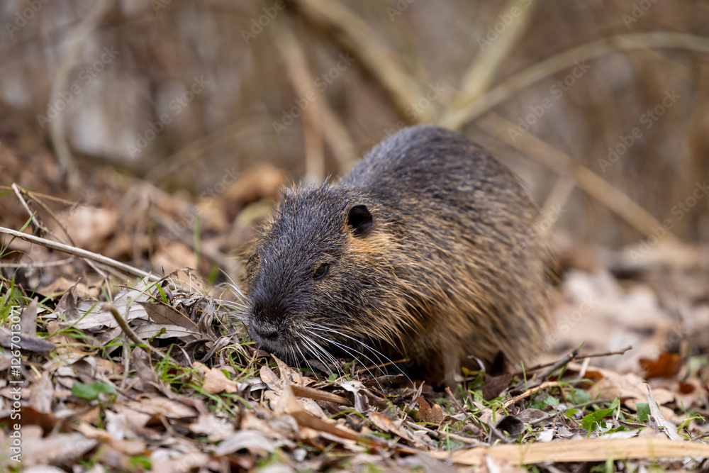 A nutria or coypu (Myocastor coypus) sits near water on a meadow with foliage A nutria or coypu (Myocastor coypus) sits near water on a meadow with foliage