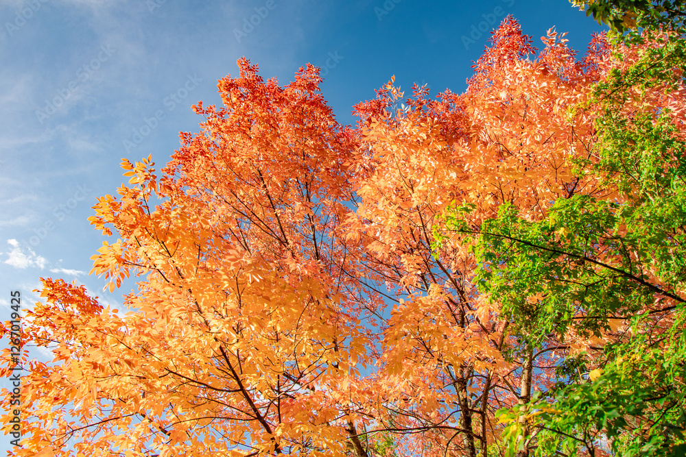 Golden autumn leaves on tree branches against a bright blue sky. Beautiful seasonal nature background. Golden autumn leaves on tree branches against a bright blue sky. Beautiful seasonal nature background.
