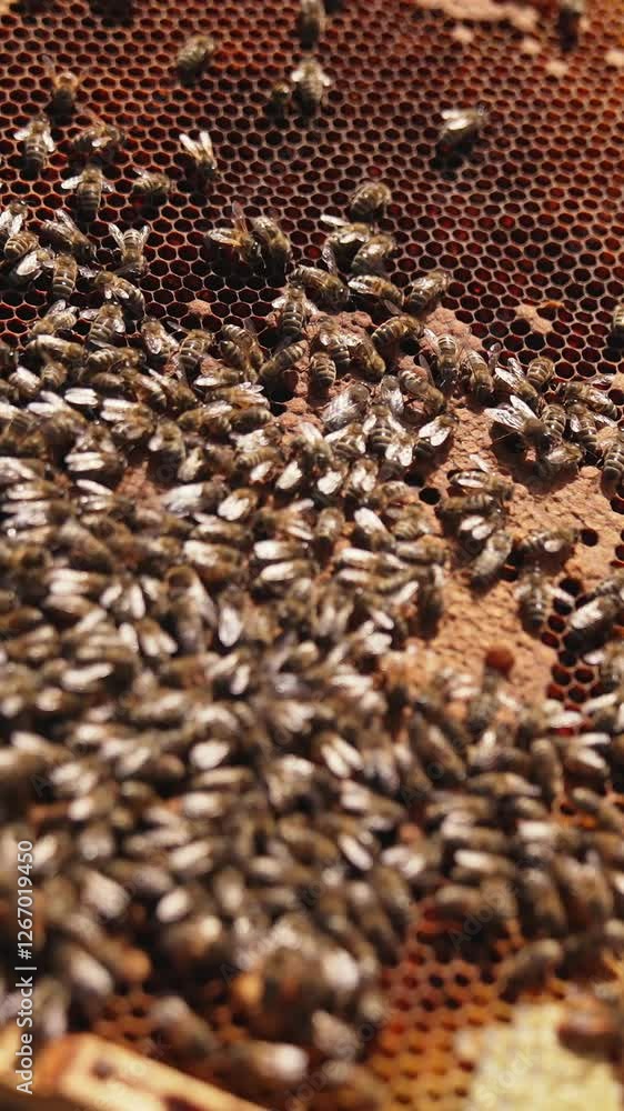 Frame with bees and honey. Apiarist holding a honey frame with insects crawling and working. Close-up. Beekeeping concept. Vertical video Frame with bees and honey. Apiarist holding a honey frame with insects crawling and working. Close-up. Beekeeping concept. Vertical video