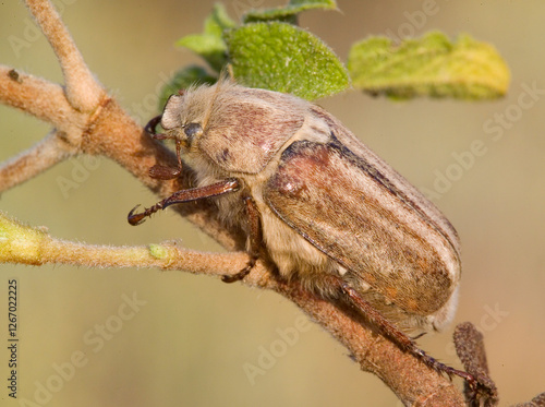 Beetle (Anoxia matutinalis sardoa). Lake Baratz, SS, Sardinia, Italy photo