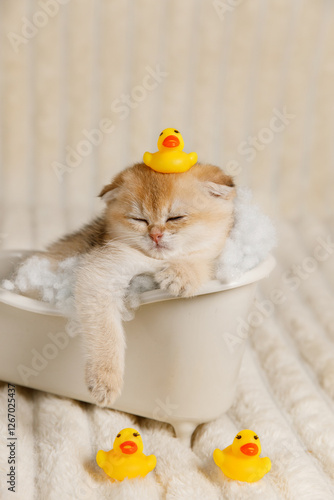 A relaxed kitten lying in a bathtub surrounded by white foam. A yellow rubber duck sits on its head, while two more ducks stand on the floor, creating a cute and playful scene.