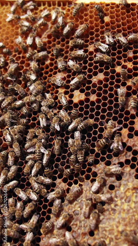 Bees working on a honeycomb. Busy bees crawling on a frame full of honey. Close-up. Organic beekeeping concept. Vertical video Bees working on a honeycomb. Busy bees crawling on a frame full of honey. Close-up. Organic beekeeping concept. Vertical video