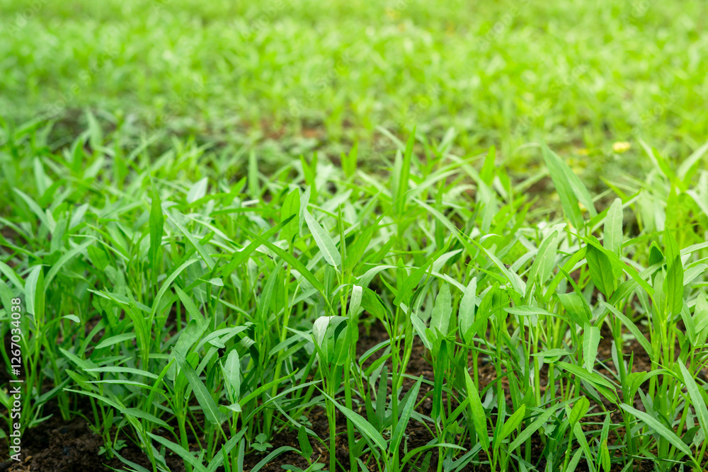 Healthy Water Spinach Plants Bathed in Sunlight
Healthy Water Spinach Plants Bathed in Sunlight