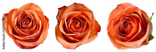 Set of orange pink delicate rose flower, full depth of field, isolated on transparent background, cutout png