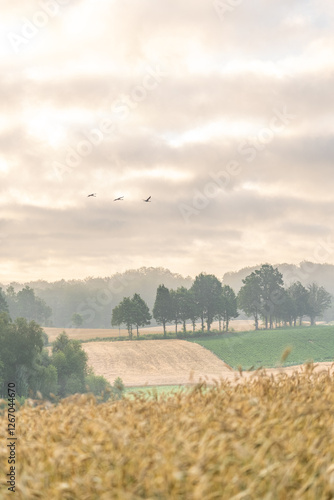 żurawie przy wschodzie słońca na kaszubach photo