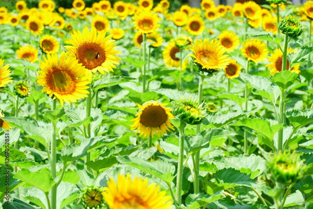 Fototapeta premium ヒマワリ