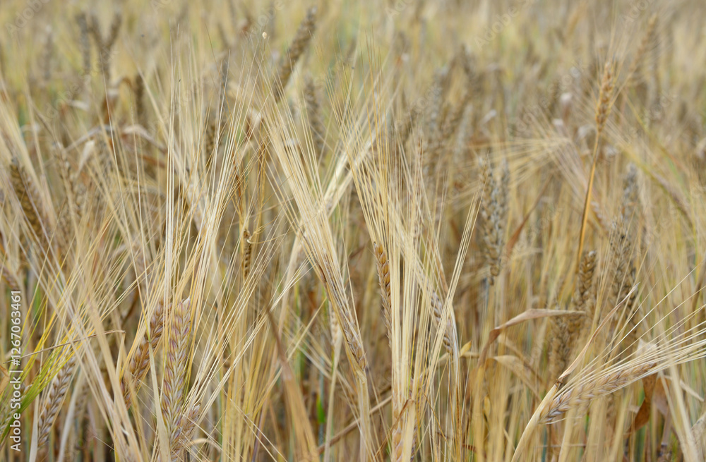 Fototapeta premium Golden Barley Field close up wheat background