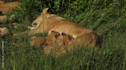 Lion cubs feeding from lioness in the Masai Mara Kenya