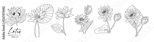Lotus, Water Lily flower line art drawing. Hand drawn black ink sketch. July birth month flower. Modern design for tattoo, wedding invitation, logo, cards, packaging. Vector illustration isolated.