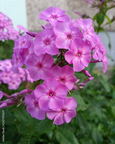 Delicate Purple Phlox Flowers Blooming Gracefully Against Blurred Garden Background with Copy Space