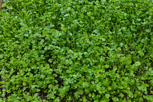 Top view of green coriander in garden, farmer and economic crop photo