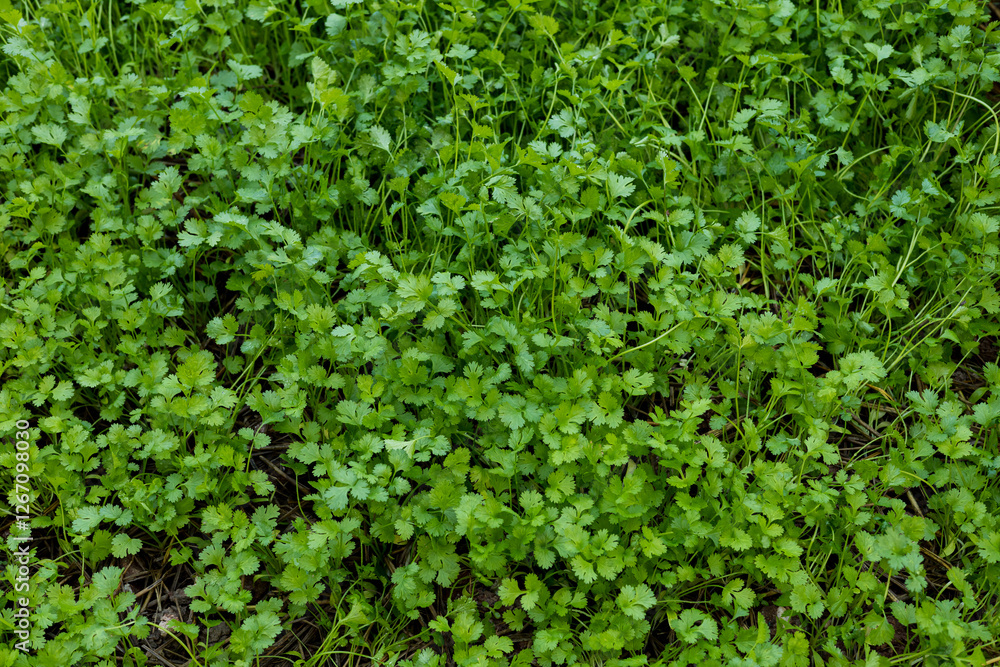 Top view of green coriander in garden, farmer and economic crop Top view of green coriander in garden, farmer and economic crop