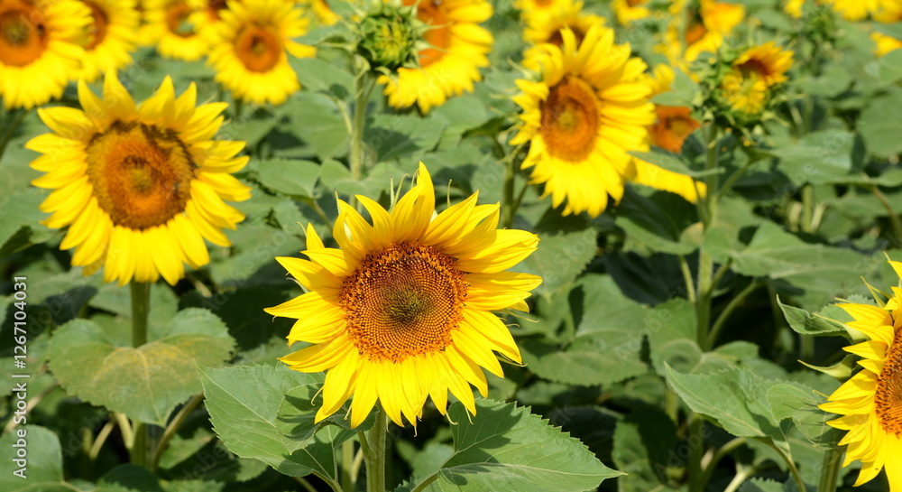 Sunflowers in a field close-up, agriculture, harvest, bright, beautiful, summer, spring, nature, village, Sunflowers in a field close-up, agriculture, harvest, bright, beautiful, summer, spring, nature, village,
