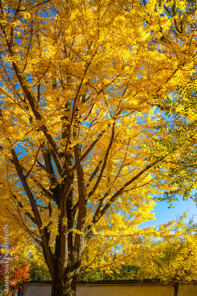 奈良公園、東大寺西大門跡、黄色く色づいたイチョウ