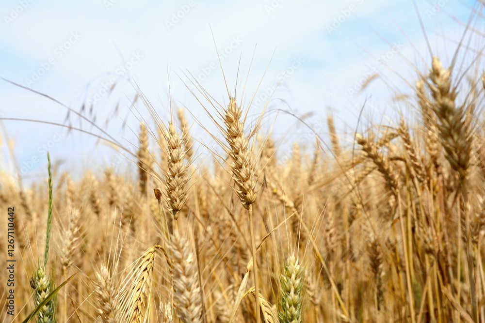 Close up of wheat ears, field of wheat in a summer day. Harvesting period. Ears of wheat. Summer in the golden colors of the harvest field Close up of wheat ears, field of wheat in a summer day. Harvesting period. Ears of wheat. Summer in the golden colors of the harvest field
