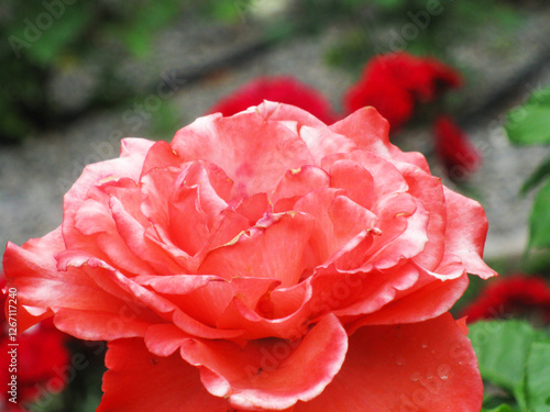 Horizontal photo of a red rose