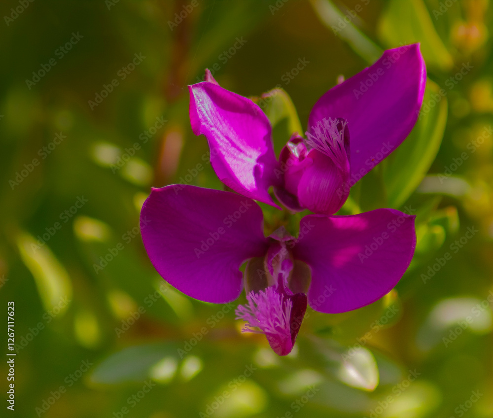 Polygala myrtifolia, Evergreen Shrub with Purple Flowers Polygala myrtifolia, Evergreen Shrub with Purple Flowers
