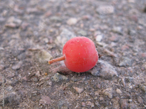 Rowan tree that lies on the ground in autumn
