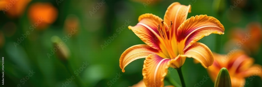 Daylily flower with brick red inner petals and orange-yellow outer petals in a garden, color, daylily Daylily flower with brick red inner petals and orange-yellow outer petals in a garden, color, daylily