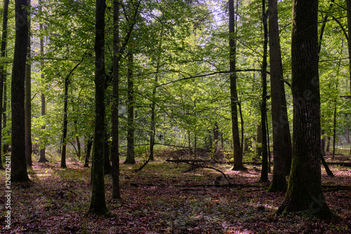 Obraz na płótnie Summertime deciduous forest with broken old trees w salonie