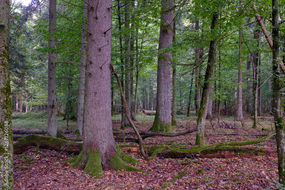 Summertime deciduous forest with broken old trees