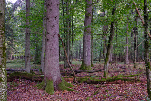 Obraz na płótnie Summertime deciduous forest with broken old trees w salonie
