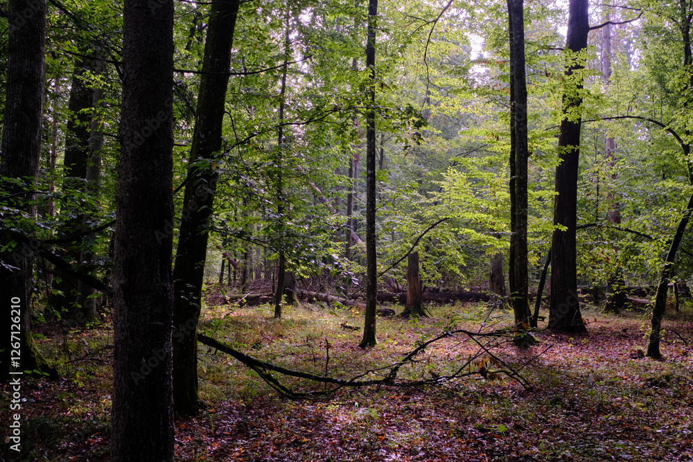Summertime deciduous forest with broken old trees