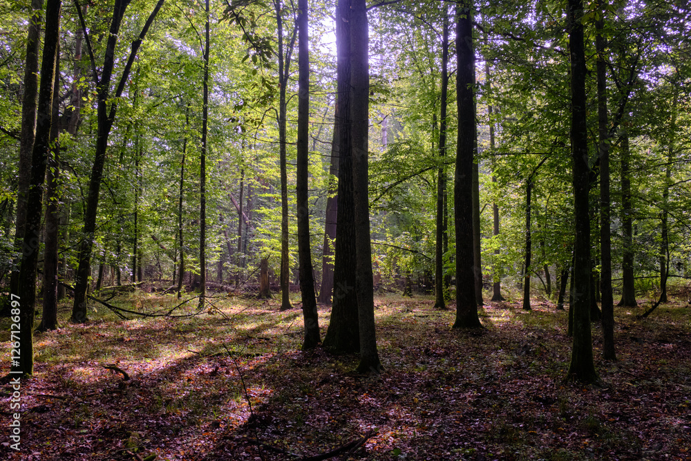 Summertime deciduous forest with broken old trees