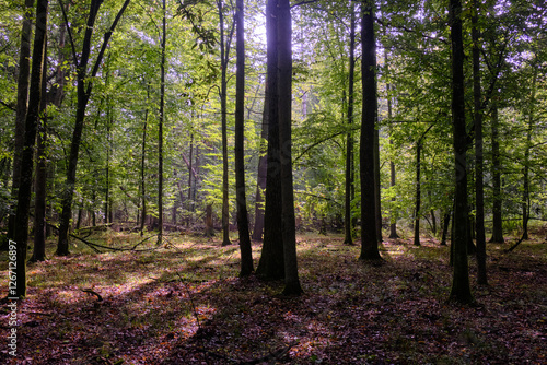 Obraz na płótnie Summertime deciduous forest with broken old trees w salonie