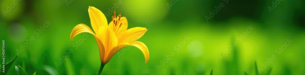 Delicate yellow lily flower on a lush green grass, delicate, petals Delicate yellow lily flower on a lush green grass, delicate, petals